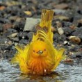 /album/galeria-de-fotos-sobre-nos2/ros-jpg/